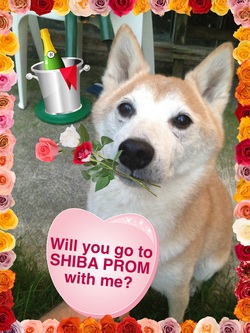 Zenji asks Jewel to Prom 2013